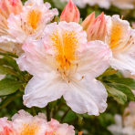 Azalka veľkokvetá (Azalea mollis) ´MÖWE´ - výška 40-60 cm, kont. C3L